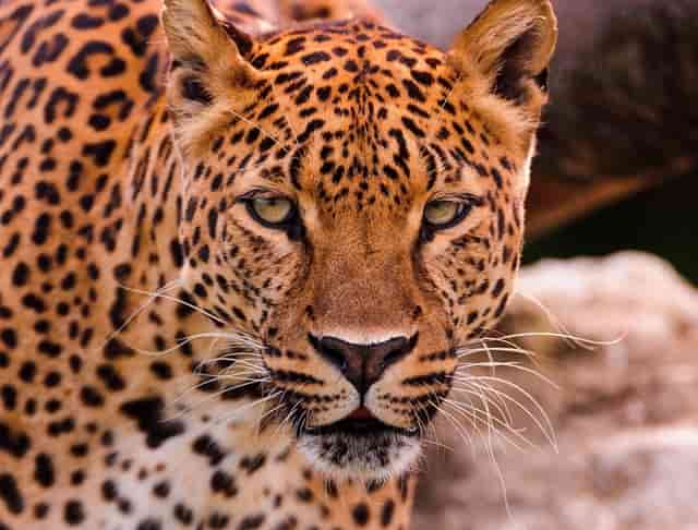 白墙蓝瓦蓝花:这座距离市中心40公里的乡村美术馆正悄然走红