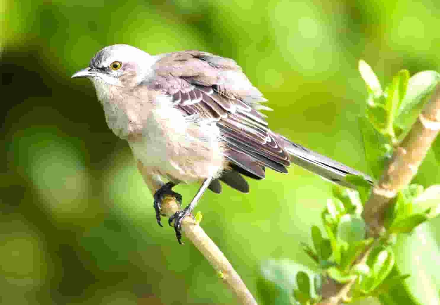 靶向药新星·拉罗替尼不限癌种（Larotrectinib，LOXO-101）