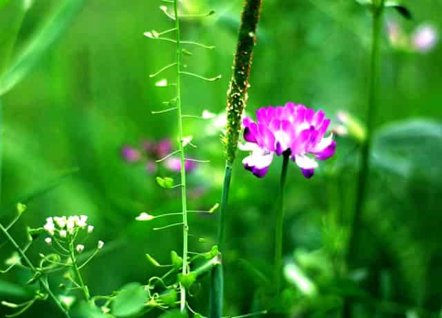 《无数梅花落野桥》:通过文字走向远方