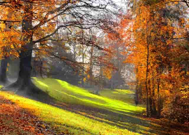 2021年7月2日猪价格